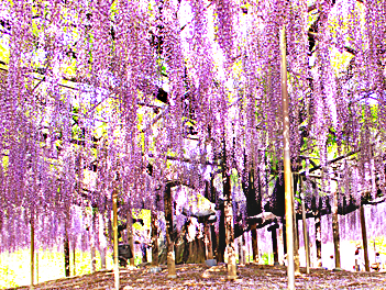 【東瀛假期】春戀東京、粉蝶紫藤芝櫻、足利花卉公園、浪漫輕井澤五日（常陸海濱花海、日光東照宮、館林杜鵑岡公園、市貝町芝櫻）