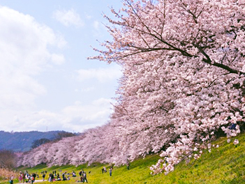 【悠閒時光】大阪京都櫻花祭・花影古韻巡禮6日(京都丹後觀光列車、天橋立電纜車、伊根舟屋、京都嵐山、美山合掌村)