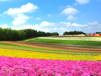 【東瀛假期】繽紛北海道、紫彩美瑛、彩虹花田、白金青池、洞爺煙火、三大螃蟹五日