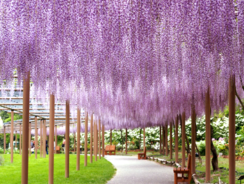 【悠閒時光】名古屋濱名湖、浪漫花見溫泉6日(日本平纜車、大井川鐵道列車、大室山~空中吊纜、駿河灣渡輪、掛川花鳥園)