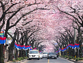 【濟州花花療癒獻櫻情】典農路櫻花隧道、山房山油菜花海、西歸浦治癒森林、神話世界主題樂園、黑皮農場動物園五天《不走人蔘+保肝》（入住２晚五星神話藍鼎+２晚原五花酒店）【德威航空、桃園出發】