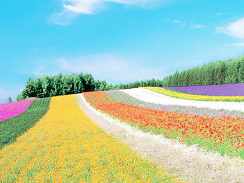 【東瀛假期】紫彩美瑛北海道、積丹半島、美瑛白金青池五日（企鵝遊行、富良野、紫彩美瑛、旭山動物園）馬印航空