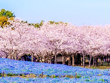 【精緻日本旅遊】福岡粉色櫻調~賞櫻百選岡城跡、櫻花廊、採草莓、三大蟹溫泉五日(早去午回)【星宇航空.桃園/福岡】