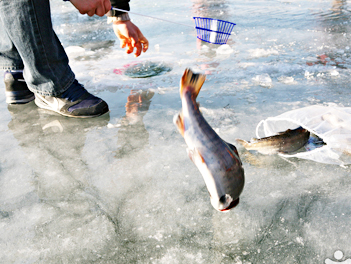 《首航搶購》【威雪韓國】冰上慶典華川釣鱒魚、樂天世界、忠州湖碎冰船、塗鴉秀、SPA溫泉五天【德威航空、台中出發】