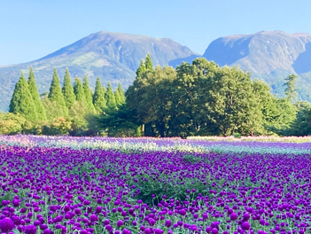 【元氣日本】福岡粉蝶花 & 鬱金香嘉年華～絕美花海公園、A5和牛燒烤、三大蟹吃到飽溫泉五日（萌熊電車、久住花公園、湯布院、鬼山地獄、門司港、太宰府天滿宮）