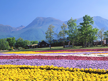 【元氣日本】福岡粉蝶花 & 鬱金香嘉年華~絕美花海公園、A5和牛燒烤、三大蟹吃到飽溫泉五日(萌熊電車、久住花公園、湯布院、鬼山地獄、門司港、太宰府天滿宮)