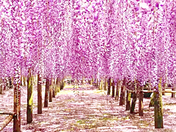 【東瀛假期】紫戀九州、河內藤園隧道、海之中道花之野宴五日（熊野神社中山大藤、九重夢大吊橋、吉祥寺公園、御船山樂園）