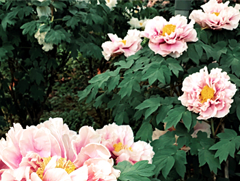 【濃韻中國自由行】洛陽牡丹花季、河南鄭州、雲台山、萬仙山、少林寺無購物八日(無購物、無自費)【國泰航空】