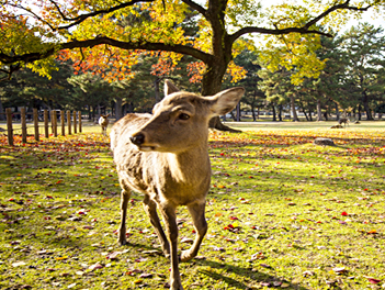 【東瀛假期】南紀雙溫泉５日（三段壁洞窟、熊野速玉大社、伊勢神宮、東大寺、梅花鹿公園）【泰越捷航空、桃園出發】