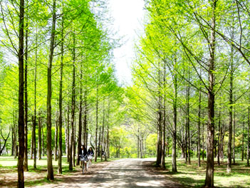 【搭長榮玩韓國】愛寶樂園、南怡島、春川明洞、五花肉吃到飽五天《不走人蔘+保肝+土產店》（入住一晚五星酒店）【長榮航空、桃園出發】