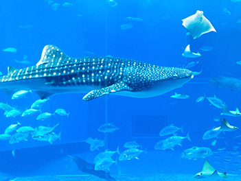 【沖繩假期】瀨長島、美國村、系滿市場、海洋博水族館四日 ( 入住市區鄰國際通酒店 )