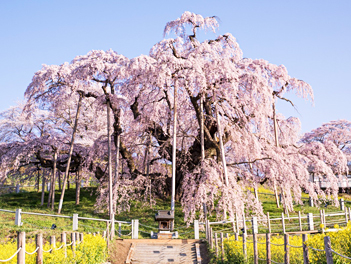 【悠閒時光】櫻雨下的浪漫散策～花見東北日本海溫泉七日