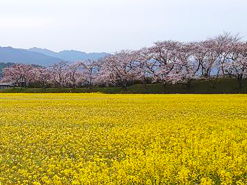【悠閒時光】春色大阪南紀、賞櫻海景溫泉5日(紀三井寺、吉野山纜車、藤原宮跡、三段壁、那智大社、青岸渡寺)