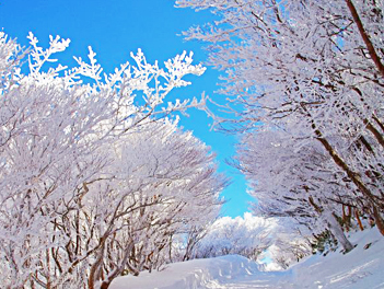 【精緻日本旅遊】大阪三都巡禮、夢幻樹冰玩雪、輕鬆休閒五日(御在所岳纜車、平等院、奈良鹿公園、門真OUTLET、嵐山渡月橋、清水寺)【泰越捷航空.桃園/關西】