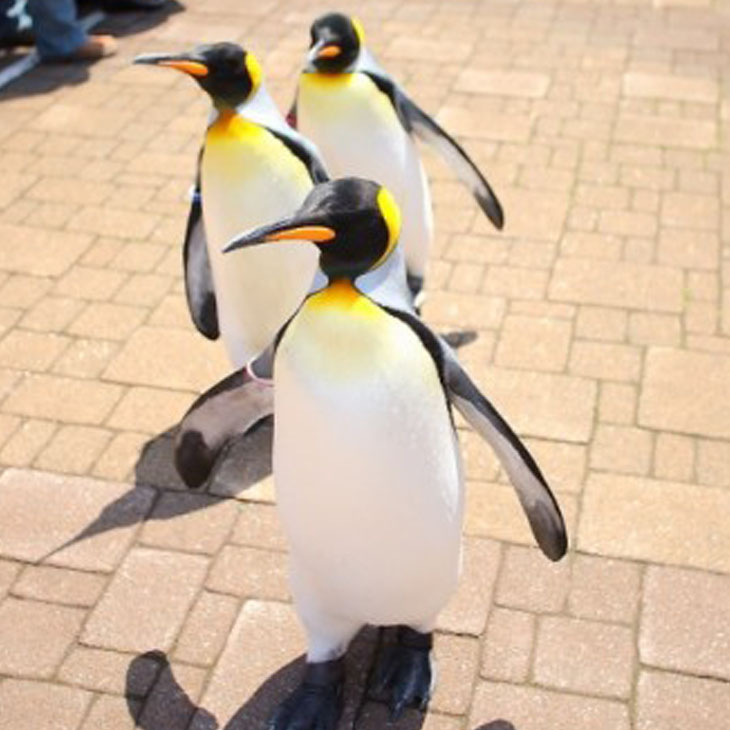 尼克斯海洋公園