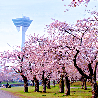 函館市 / 五稜郭公園