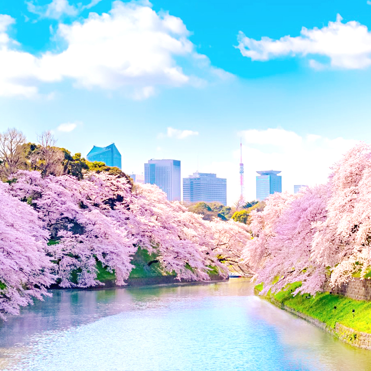 東京都 / 千鳥之淵