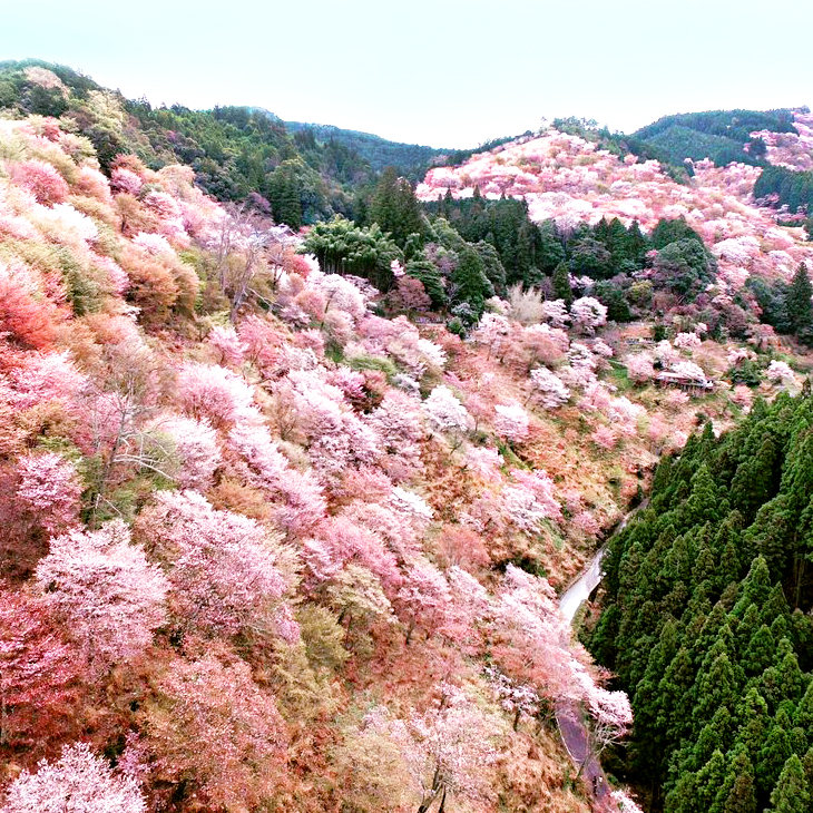 吉野山