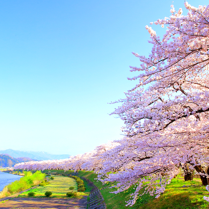 秋田縣 / 檜木內川堤