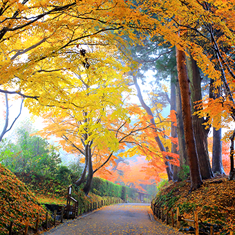 東北 / 中尊寺