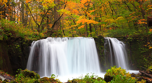 🍁 JP｜日本